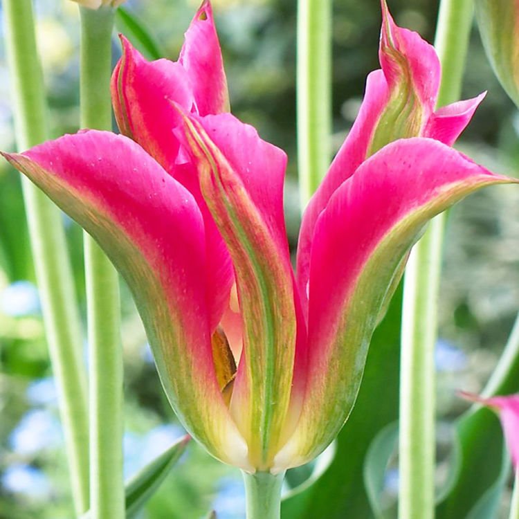 Tulipan viridiflora Virichic 5 szt.