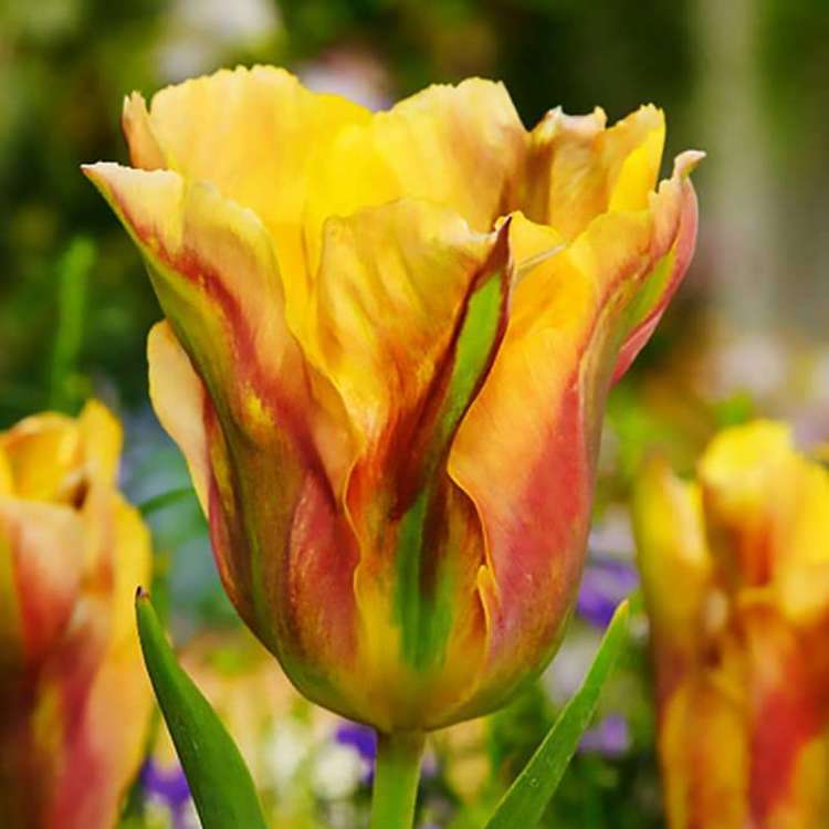 Tulipan virindiflora Golden Artist® 5 szt.