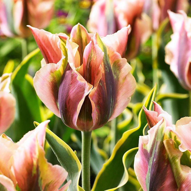 Tulipan virindiflora Green River 5 szt.