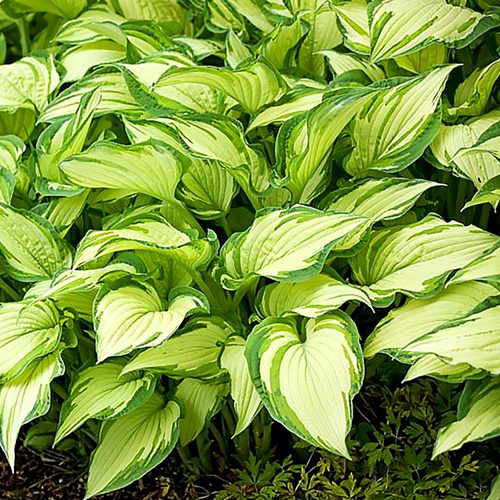 Funkia Hosta Albopicta 1 szt
