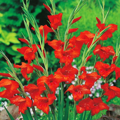 Mieczyk karłowaty Gladiolus Mirella 5 szt