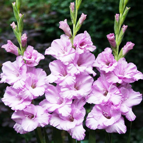 Mieczyk wielkokwiatowy Gladiolus Alpha 5 szt