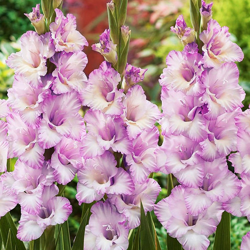 Mieczyk wielkokwiatowy Gladiolus Lady Jane 5 szt
