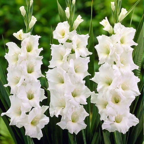 Mieczyk wielkokwiatowy Gladiolus Tani Biały 5 szt